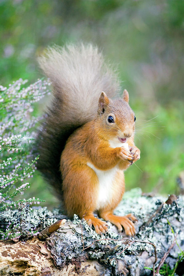 Red Squirrel (sciurus Vulgaris) #6 Photograph by John Devries/science ...