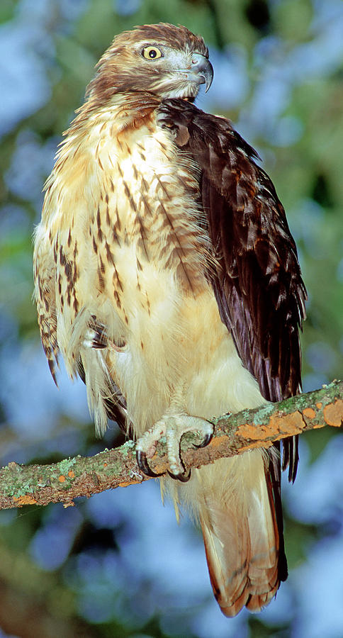 Red-tailed Hawk Buteo Jamaicensis #6 Photograph by Millard H. Sharp ...