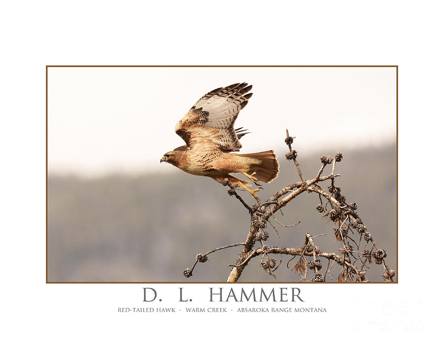 Red-tailed Hawk #6 Photograph by Dennis Hammer