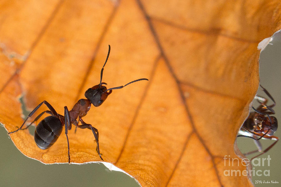 Red Wood Ants #6 Photograph by Jivko Nakev