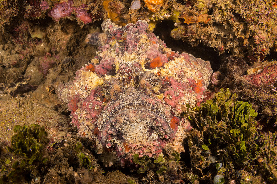 Reef Stonefish #6 Photograph by Andrew J. Martinez