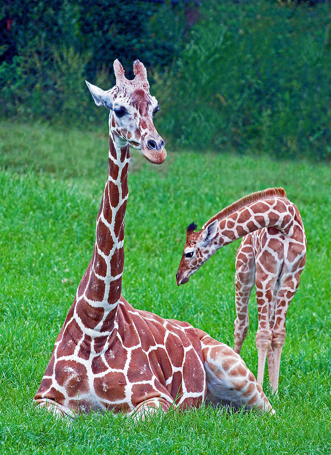 Reticulated Giraffe Calf With Mother Photograph by Millard H. Sharp ...