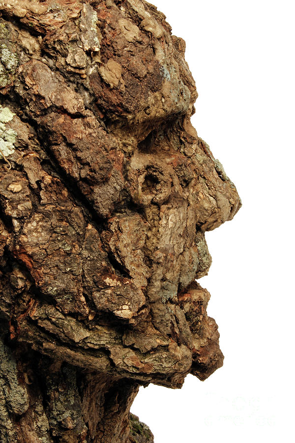 Revered   A natural portrait bust sculpture by Adam Long #7 Mixed Media by Adam Long