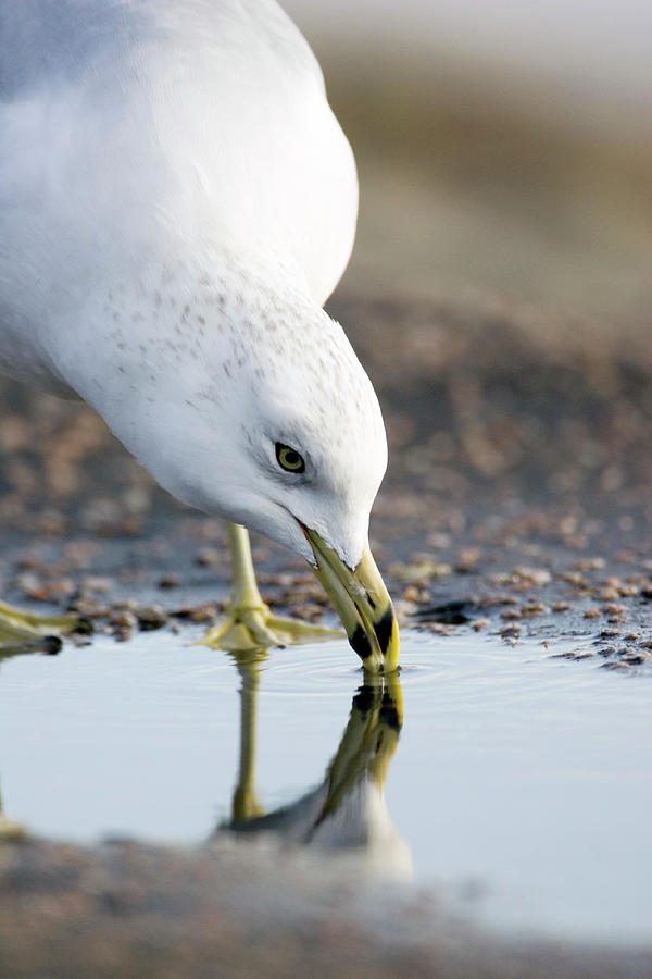 Ring Billed Gull #6 Photograph by John Devries/science Photo Library
