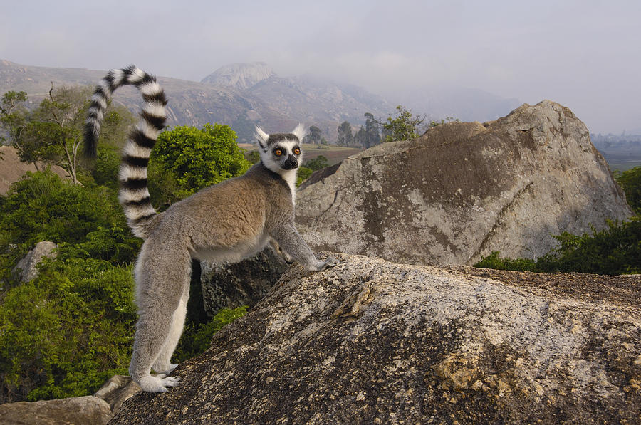 Ring-tailed Lemur Madagascar #6 Photograph by Pete Oxford