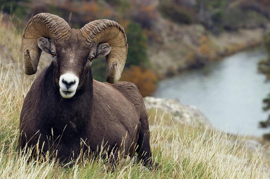 Rocky Mountain Bighorn Sheep Ram Photograph by Ken Archer Pixels