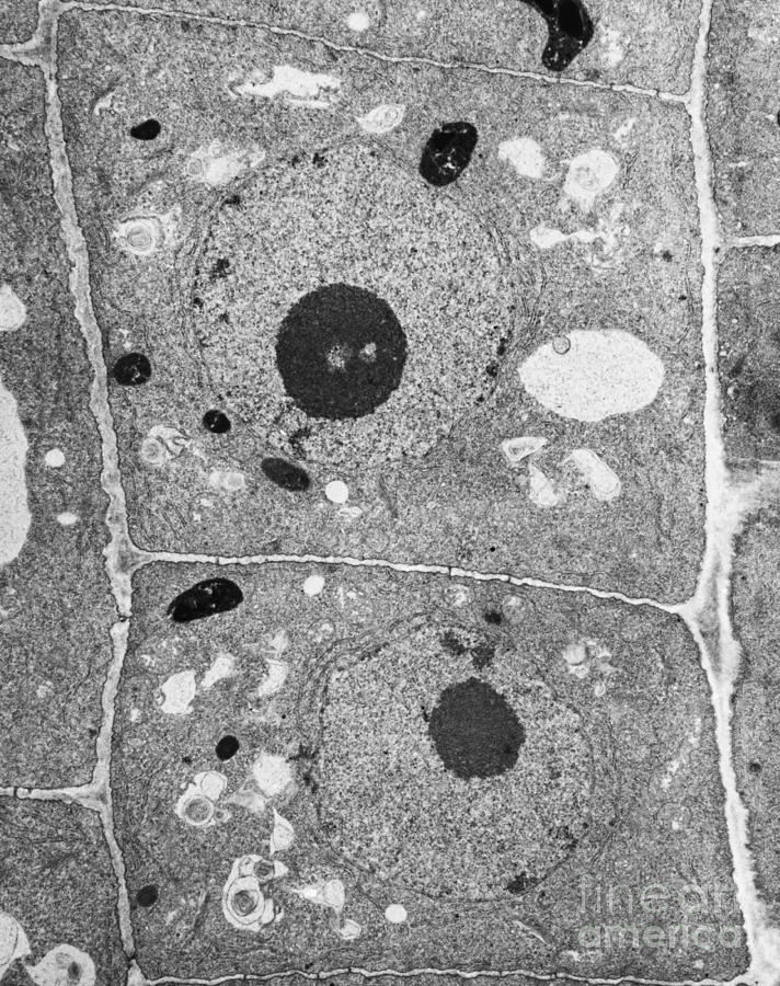 Root Cells Of Plant Tem #6 Photograph by David M. Phillips