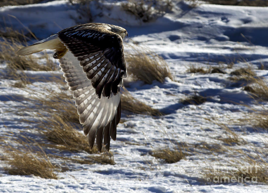 Rough-Legged Hawk #6 Photograph by J L Woody Wooden