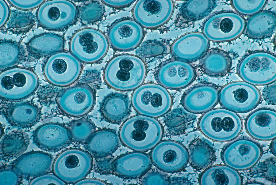 Roundworm Cells In Mitosis, Lm #6 Photograph by Joseph F. Gennaro Jr.