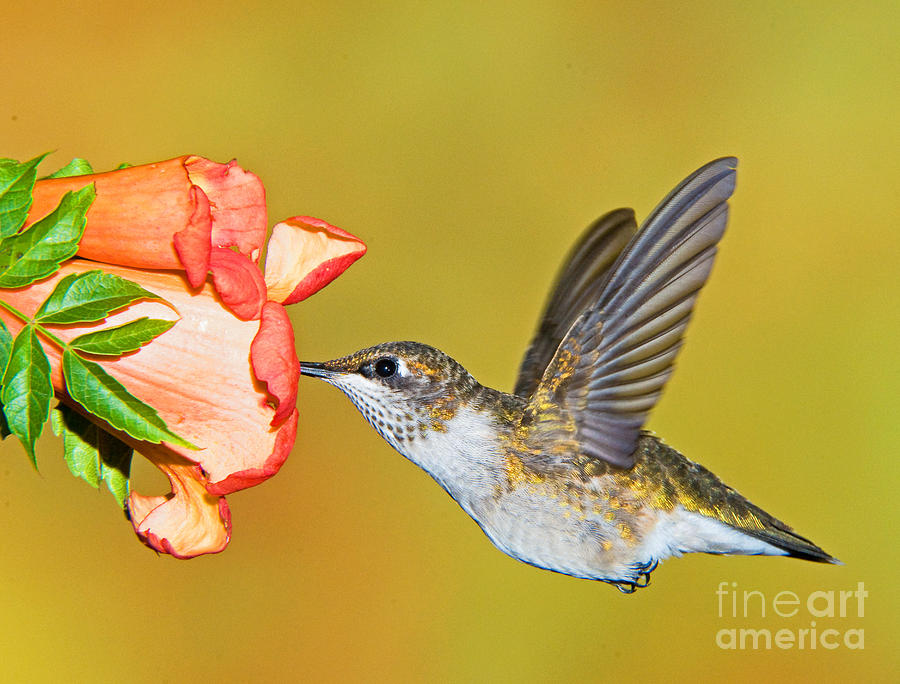 Nature Photograph - Ruby Throated Hummingbird #6 by Millard H. Sharp
