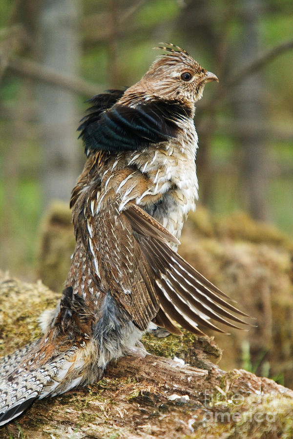 Ruffed Grouse Courtship Display #6 Photograph by Linda Freshwaters Arndt