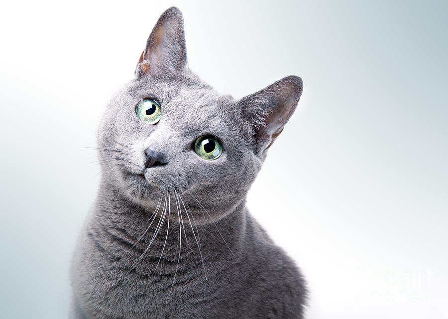 Cat Photograph - Russian Blue Cat #6 by Nailia Schwarz
