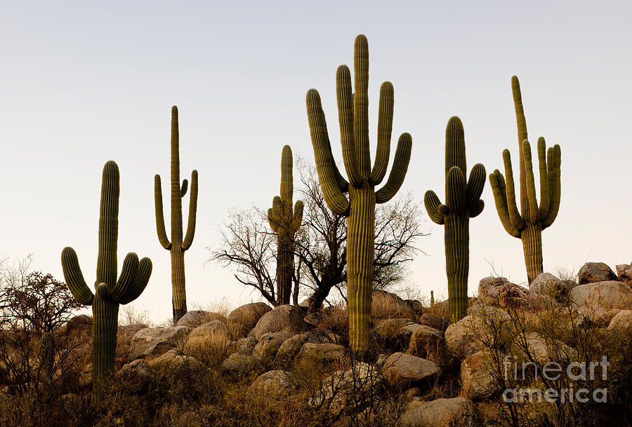 Saguaro Cacti #6 Photograph by John Shaw