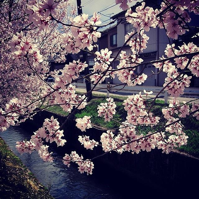 Nature Photograph - #sakura #cherry #blossoms #6 by Yukiko Nobeno