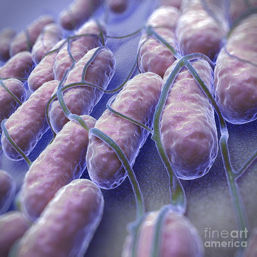 Gram-negative Photograph - Salmonella Bacteria #6 by Science Picture Co