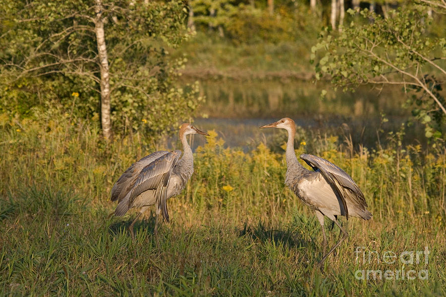 Sandhill Cranes #6 Photograph by Linda Freshwaters Arndt
