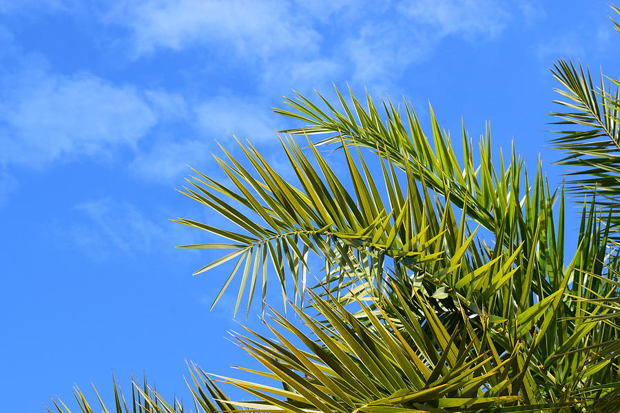 Sanibel Palms #6 Photograph by Curtis Krusie