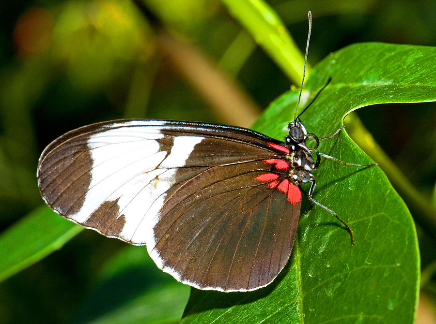 Sapho Longwing Butterfly Photograph by Millard H. Sharp - Fine Art America