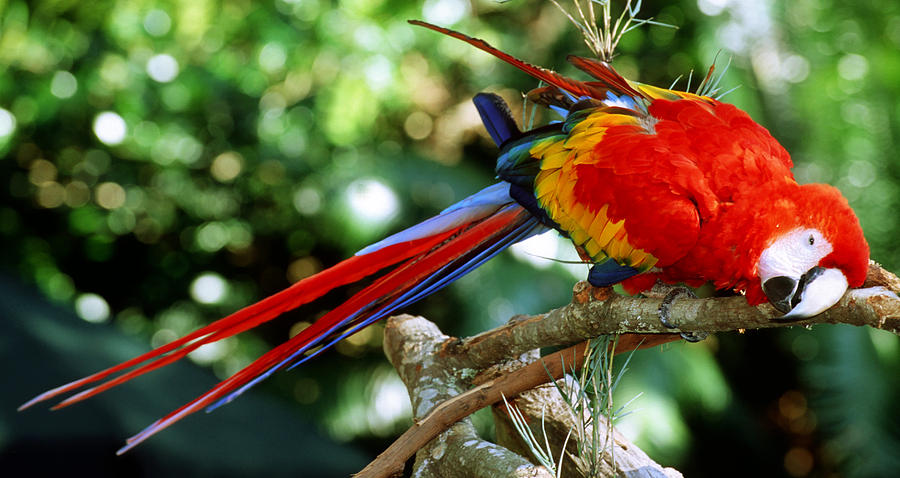 Scarlet Macaw #6 Photograph by Millard H. Sharp