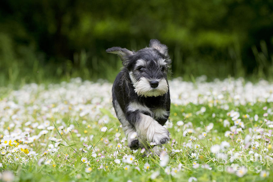 Dog Photograph - Schnauzer Puppy Dog #6 by John Daniels