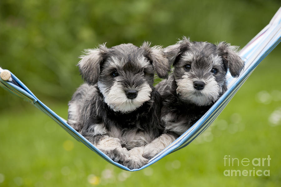 Schnauzer Puppy Dogs #6 Photograph by John Daniels