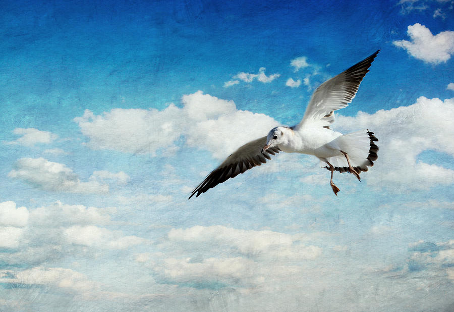 Seagull Mixed Media - Seagull #6 by Heike Hultsch