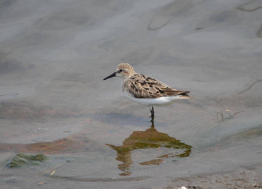 Semipalmated Sandpiper #6 Photograph by James Petersen