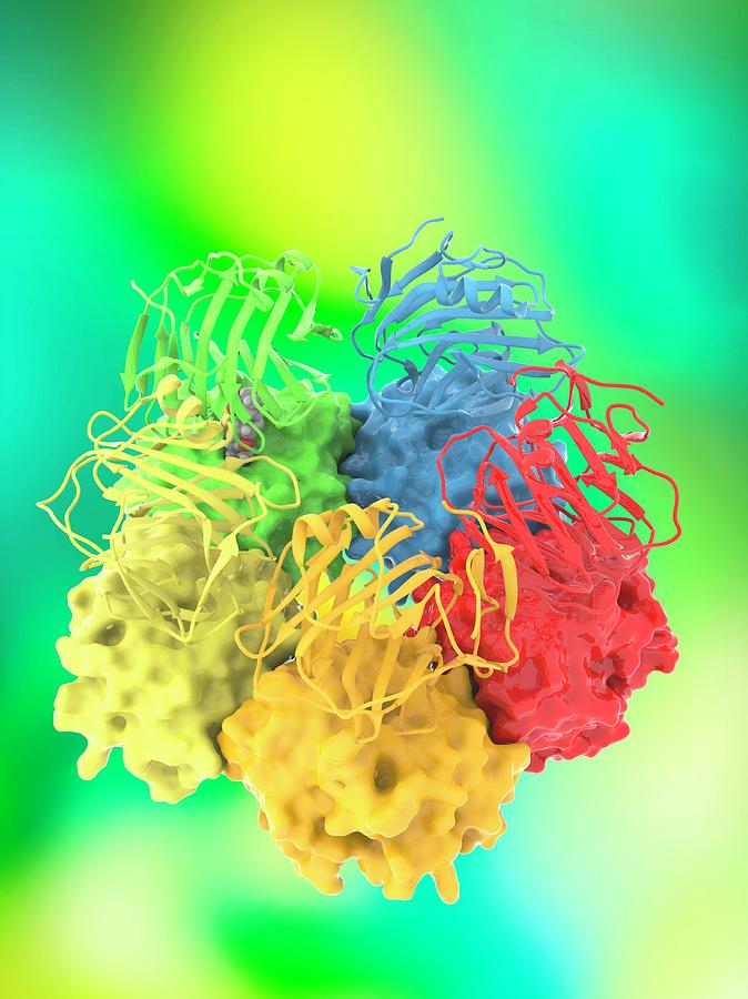 Serum Amyloid P And Cphpc Complex Photograph by Ramon Andrade 3dciencia