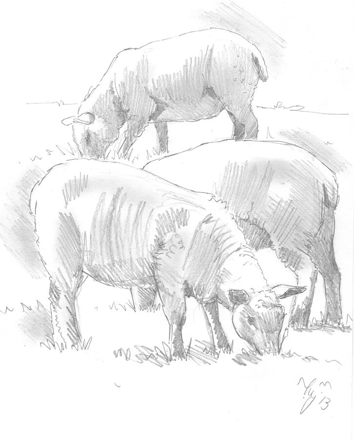 Sheep Sketch #2 Drawing by Mike Jory