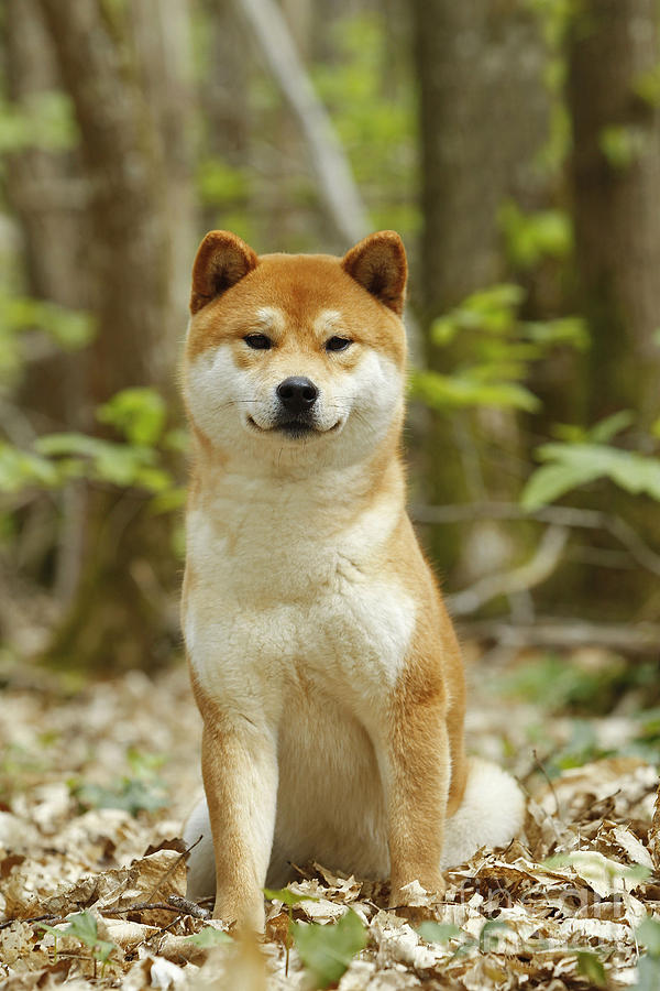 Shiba Inu Dog #6 Photograph by Jean-Michel Labat