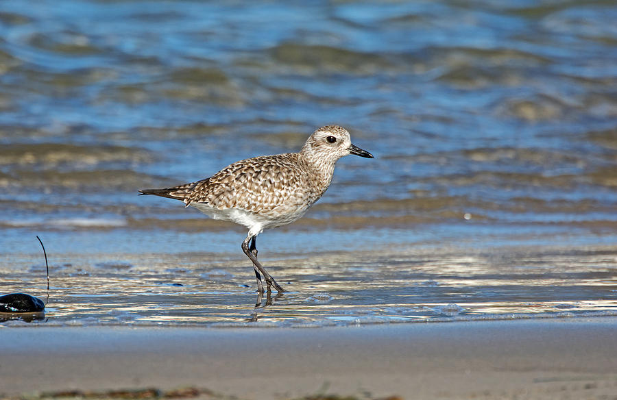 Shorebird Photograph by Elijah Weber | Fine Art America