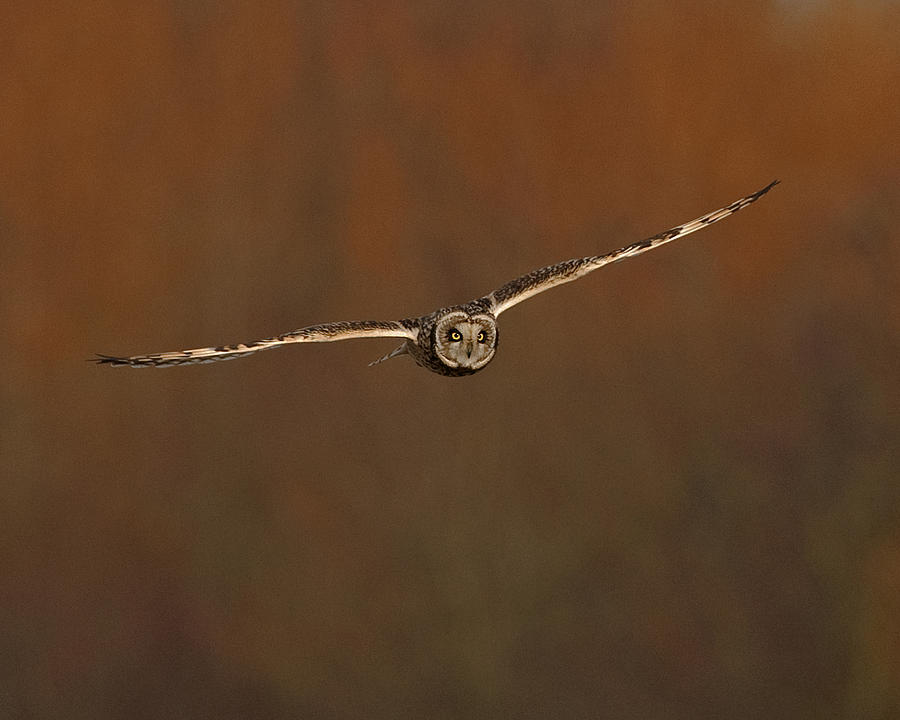Short Eared Owl #6 Photograph by Paul Scoullar