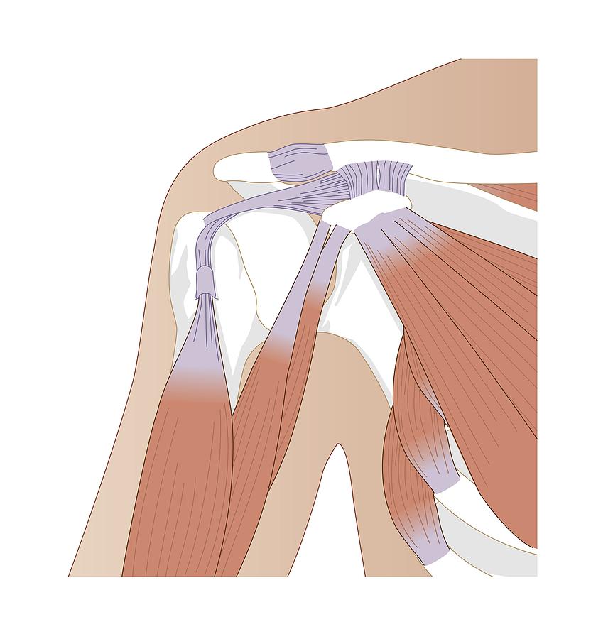 Shoulder muscles, artwork #6 by Science Photo Library