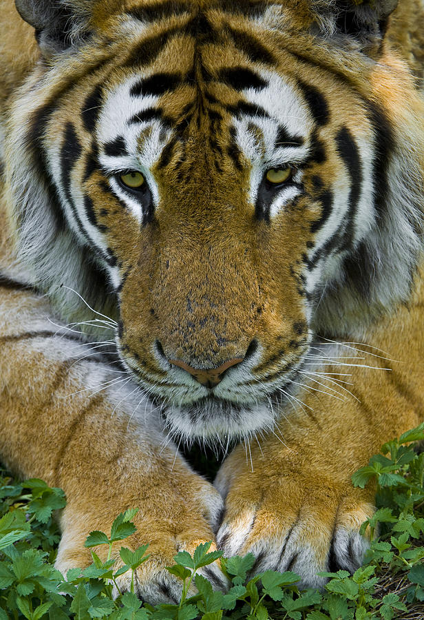 Siberian Tiger, China #6 Photograph by John Shaw