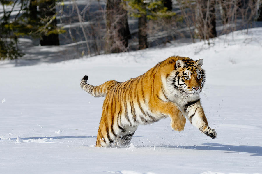 Siberian Tiger #6 Photograph by Thomas And Pat Leeson