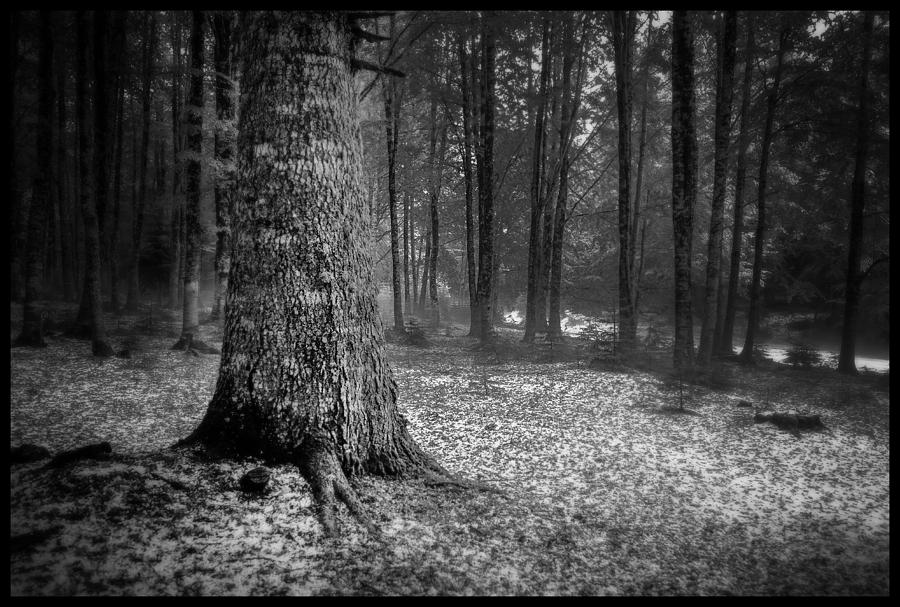 Sila Forest Photograph By Palli Fabio - Fine Art America