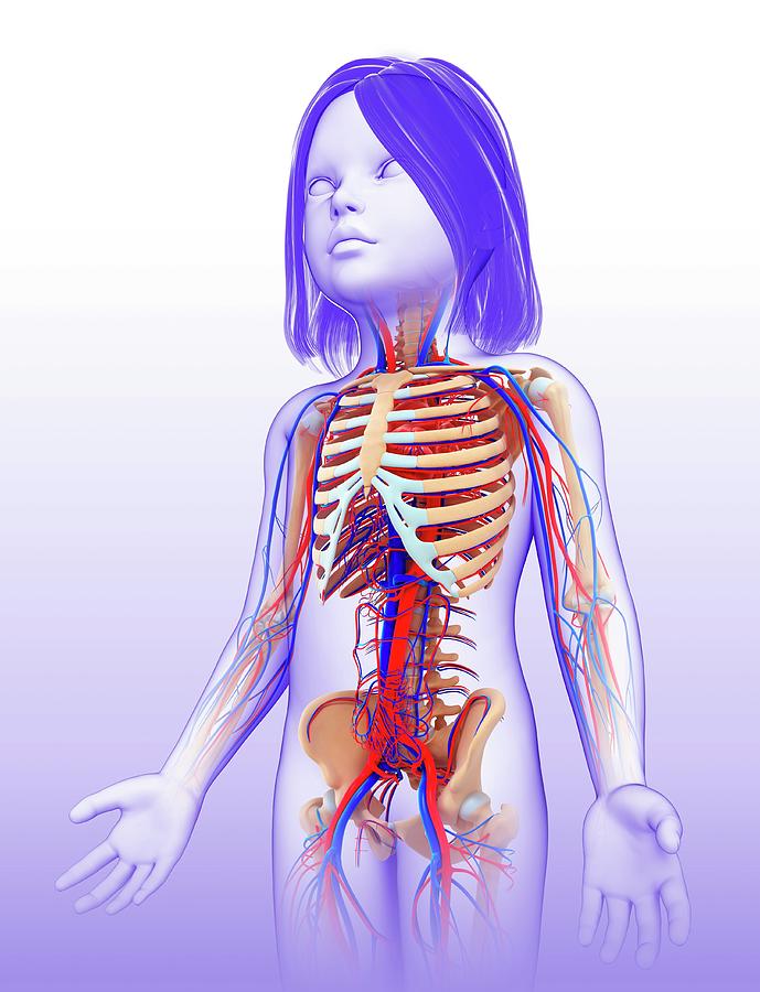 Skeletal System Of A Child #6 Photograph by Pixologicstudio/science Photo Library