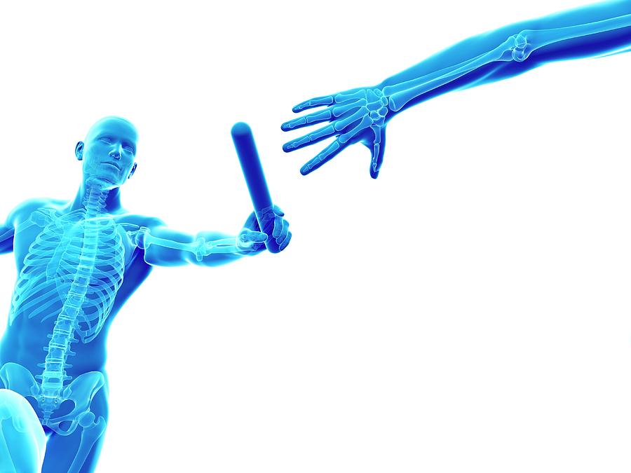 Skeletal System Of A Runner #6 Photograph by Sebastian Kaulitzki