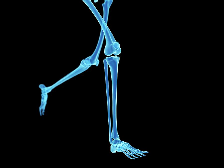 Skeletal System Of Jogger #6 Photograph by Sebastian Kaulitzki