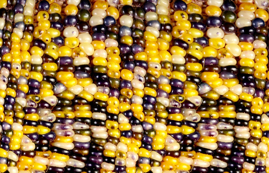 Slit-scan Image Of Flint Corn #6 Photograph by Ted Kinsman