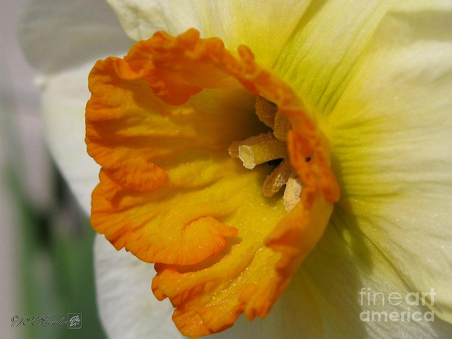 Flower Photograph - Small-Cupped Daffodil named Barrett Browning #6 by J McCombie