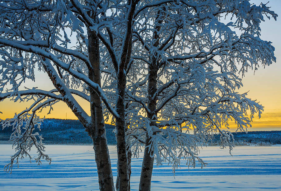 Winter Photograph - Snow Covered Trees In Extreme Cold #6 by Panoramic Images