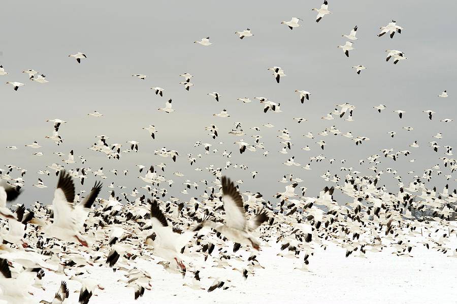 Snow Geese Migration #6 Photograph by Jim Corwin