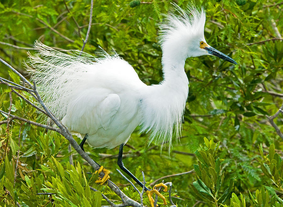 Snowy Egret Egretta Thula Photograph by Millard H. Sharp - Fine Art America