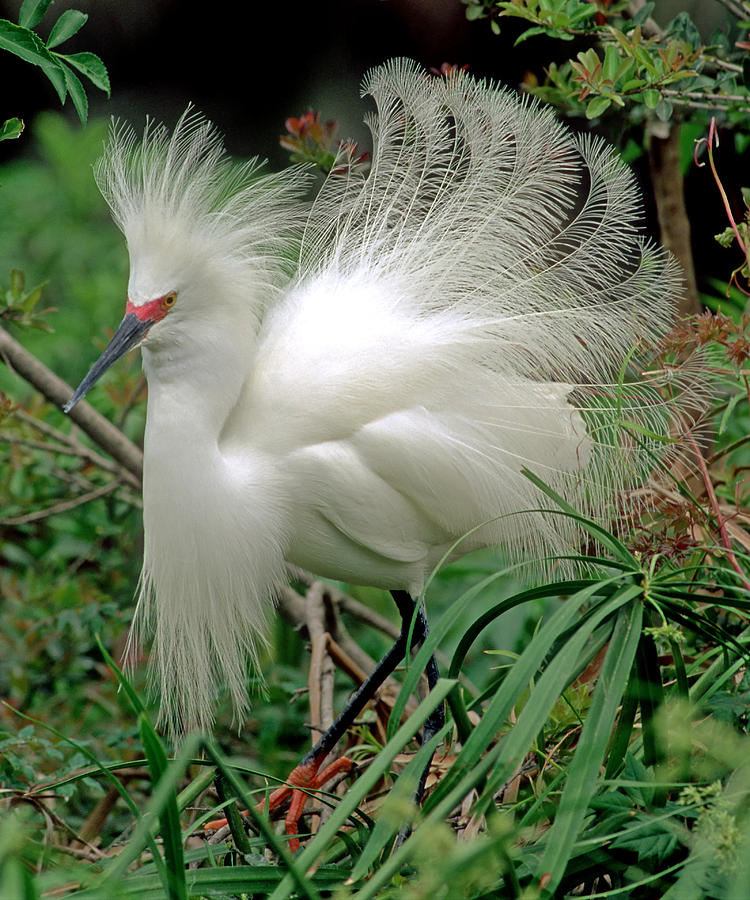 Snowy Egret In Breeding Plumage Photograph by Millard H. Sharp - Fine ...