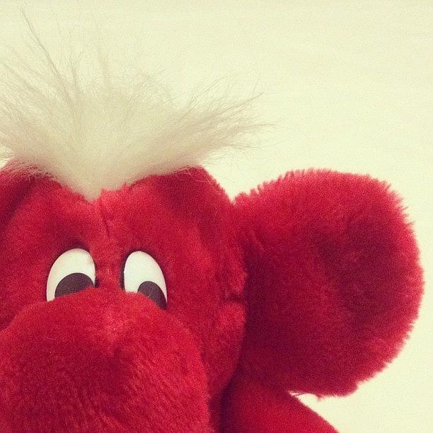Toy Photograph - 6. #soft #fmsphotoaday #toy #red #fluffy by Dayna Johnson