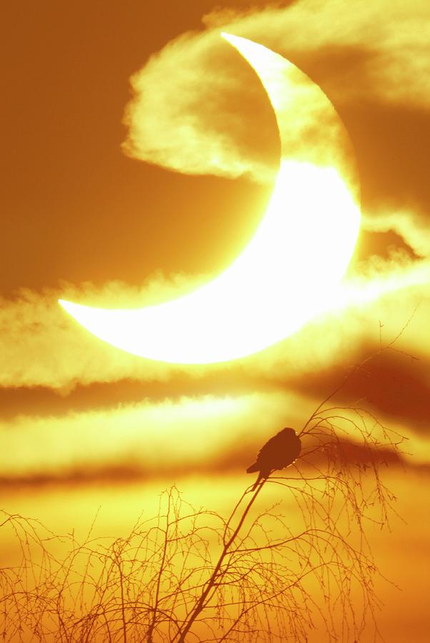 Solar Eclipse #6 Photograph by Detlev Van Ravenswaay