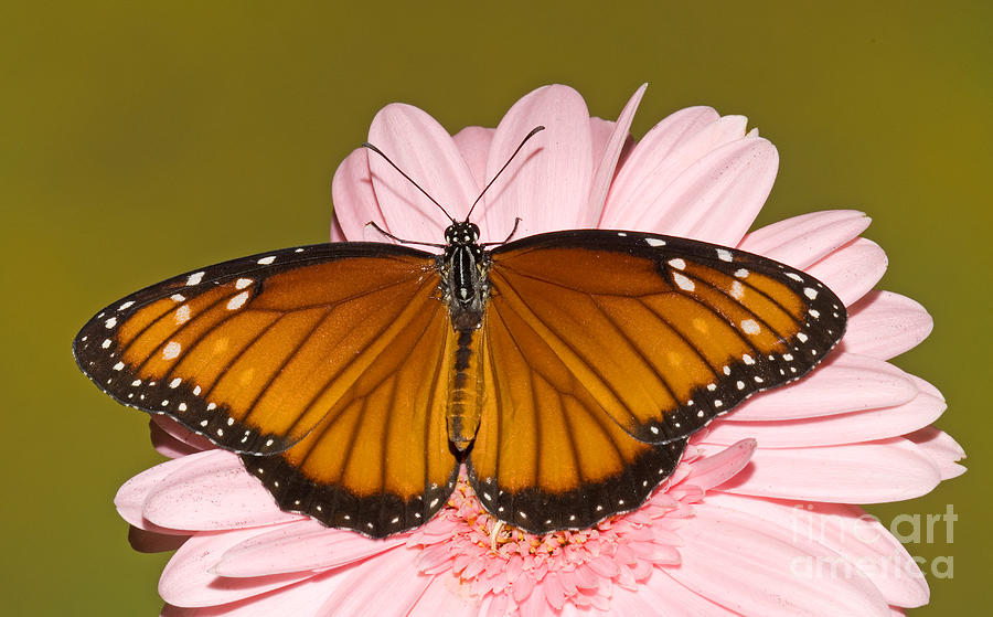 Soldier Butterfly Danaus Eresimus #6 Photograph by Millard H. Sharp