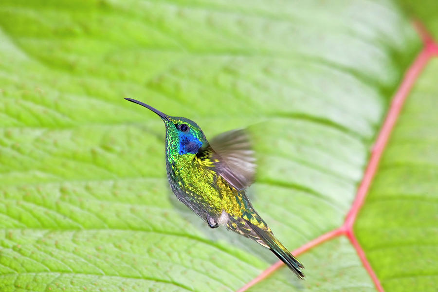 Hummingbird Photograph - South America, Costa Rica, San Gerardo #6 by Jaynes Gallery