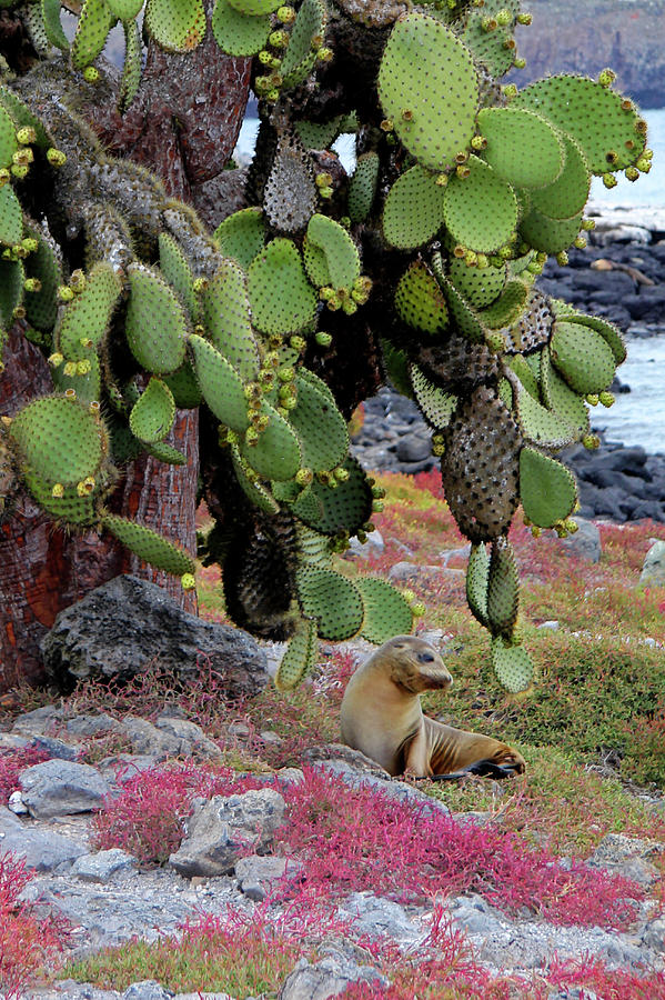 Nature Photograph - South America, Ecuador, Galapagos #6 by Kymri Wilt
